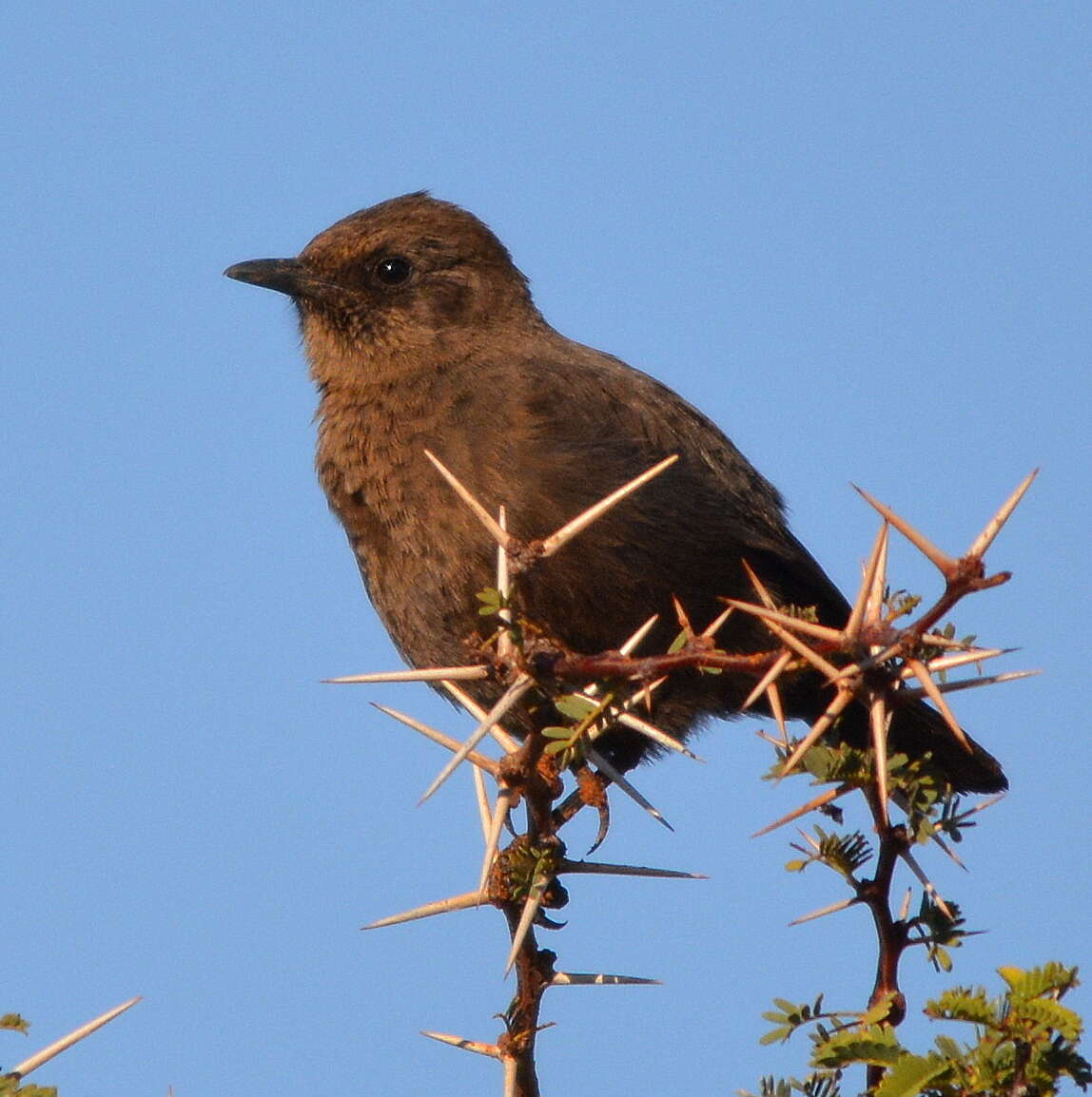 Image of Ant-eating Chat