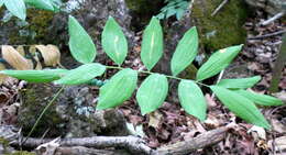 Polygonatum pubescens (Willd.) Pursh resmi