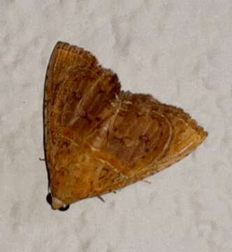 Image of Eulepidotis bourgaulti