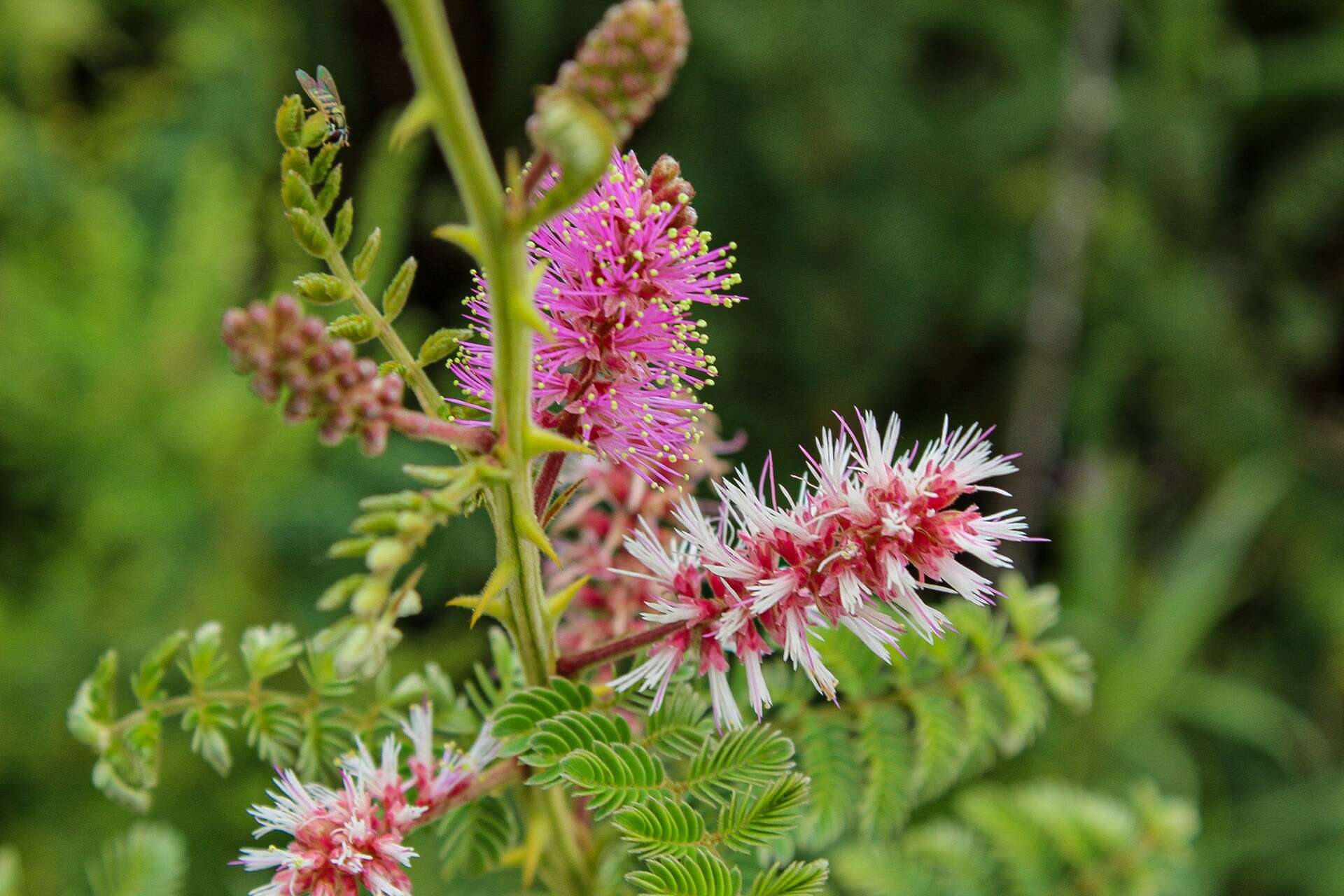 Image of velvetpod mimosa