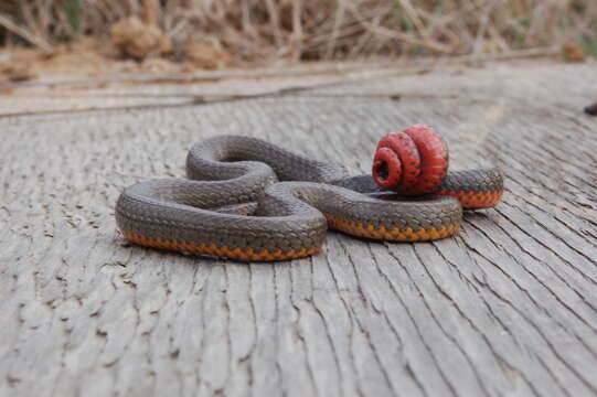 Diadophis punctatus similis Blanchard 1923的圖片