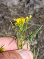 Image of Slender Goldentop