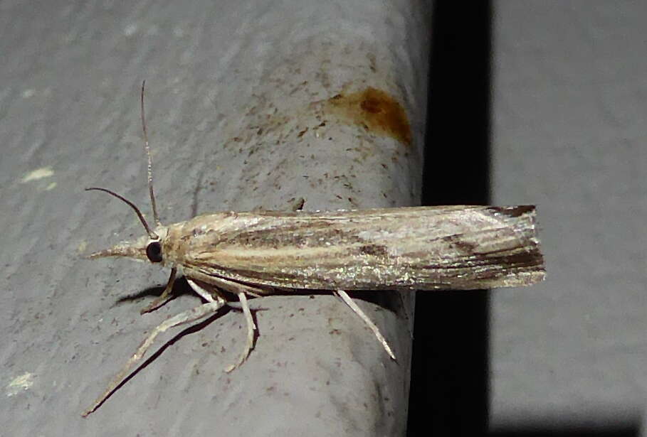 Image of Sod Webworm