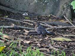 Turdus merula merula Linnaeus 1758的圖片