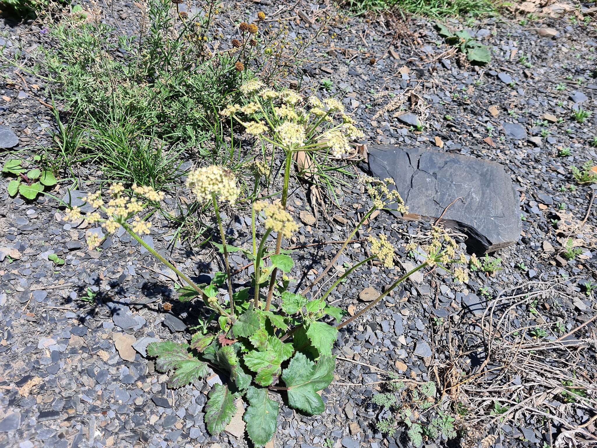 Image of Heracleum grandiflorum Stev. ex Bieb.