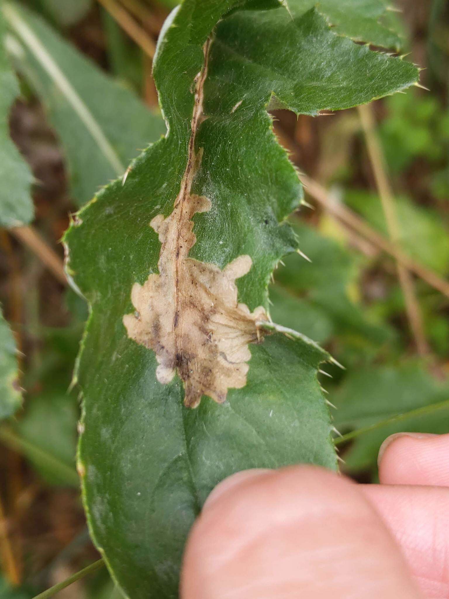 Image of Scrobipalpa acuminatella Sircom 1850