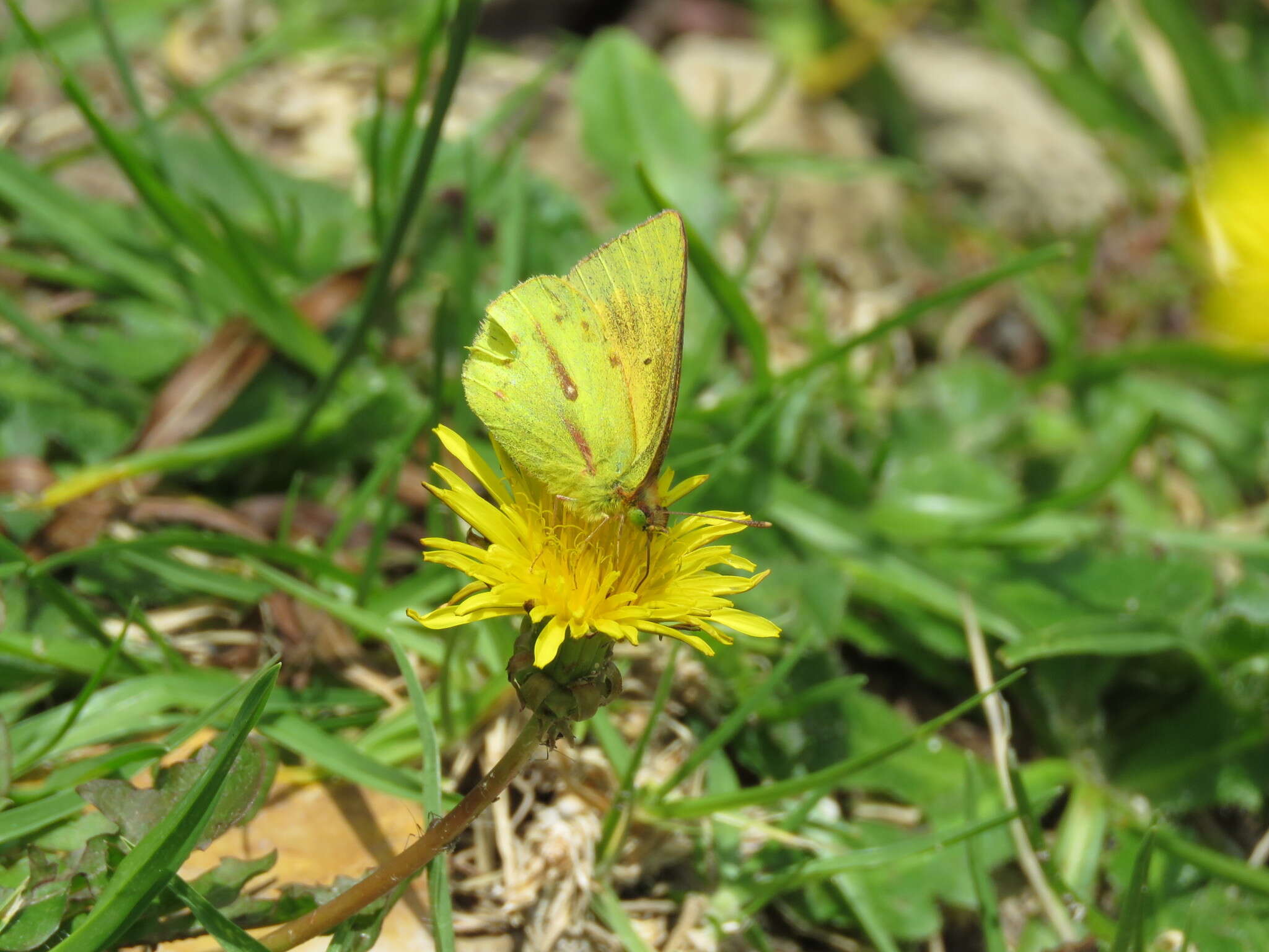 Image de Colias dimera Doubleday 1847