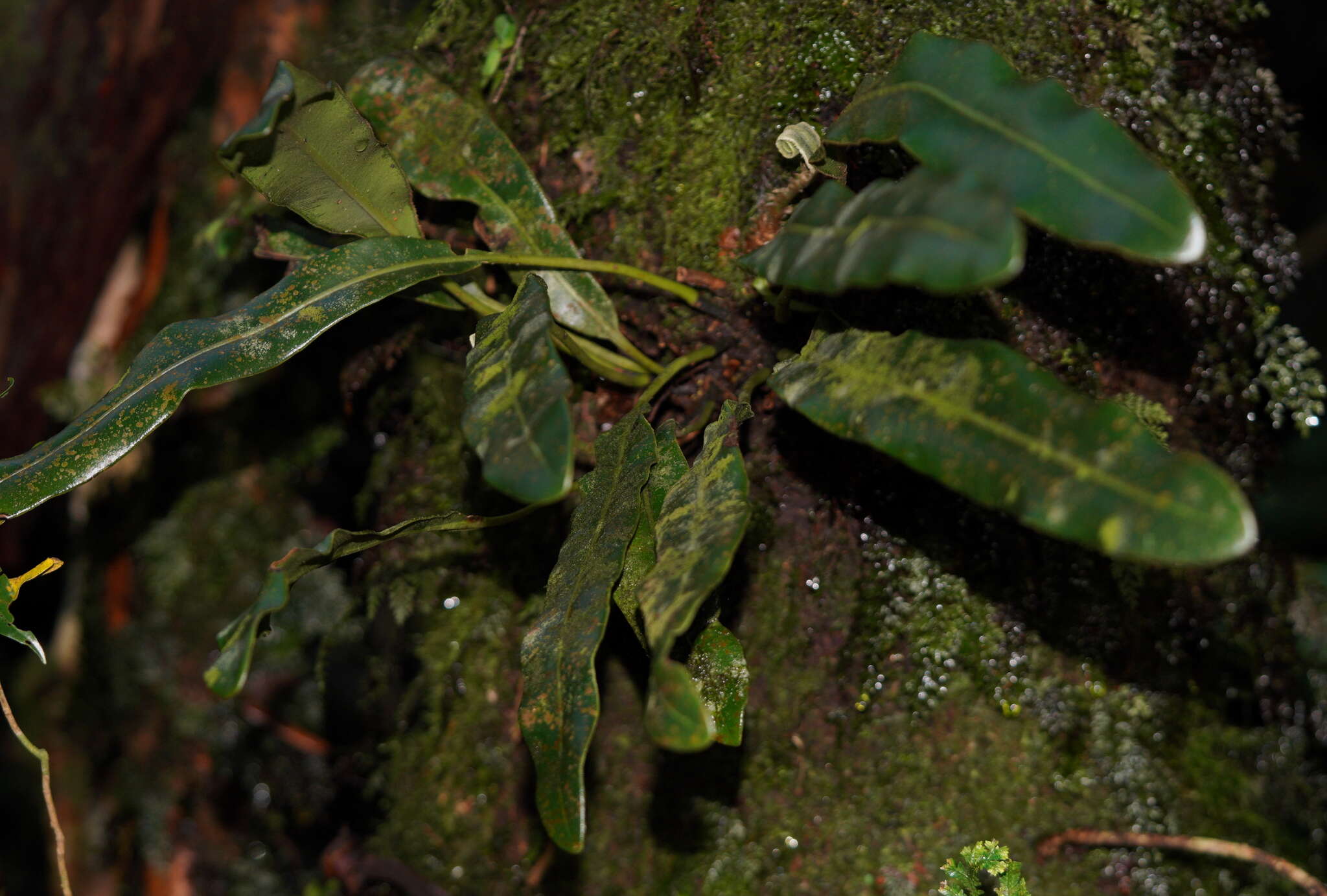 Elaphoglossum luzonicum Copel. resmi