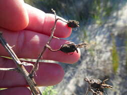 Image of Acrolophia lamellata (Lindl.) Pfitzer