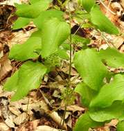 Image de Smilax illinoensis Mangaly