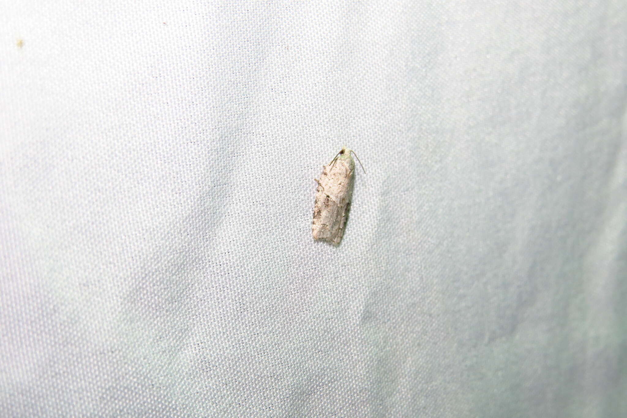 صورة Acleris placidus Yasuda & Kawabe 1980