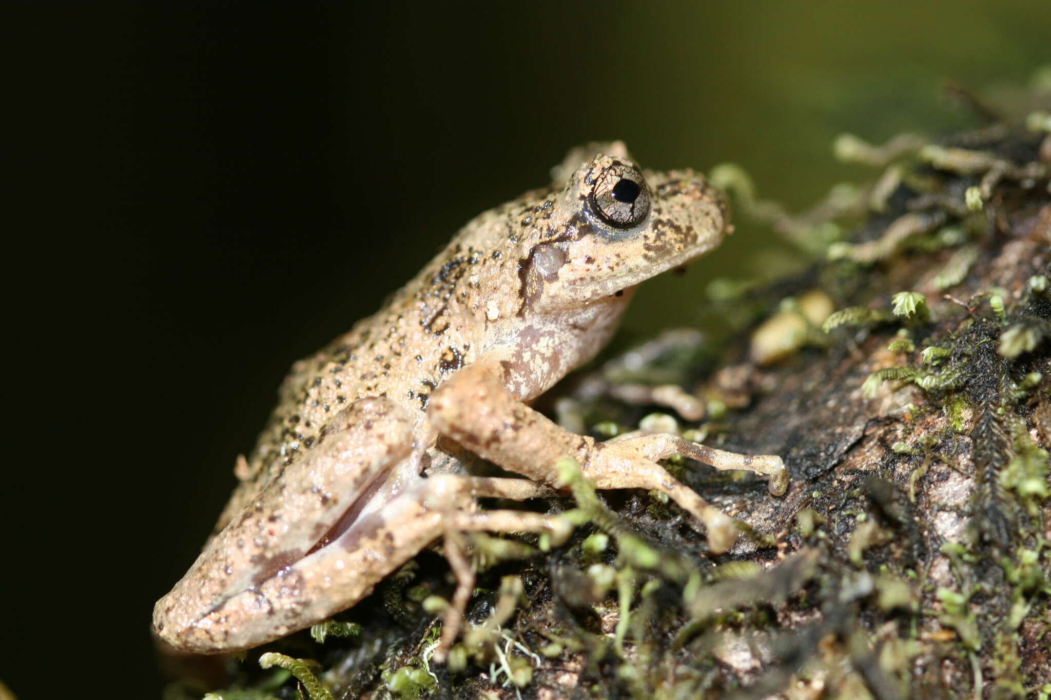 Image of Gray wood frog