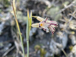 Image de Olsynium biflorum (Thunb.) Goldblatt