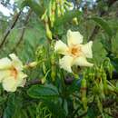 Plancia ëd Odontadenia hypoglauca (Stadelm.) Müll. Arg.