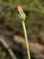 Image of Pilosella macrostolona (G. Schneid.) Sojak