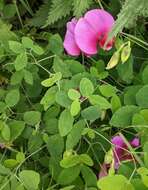 Image of Everlasting-Pea