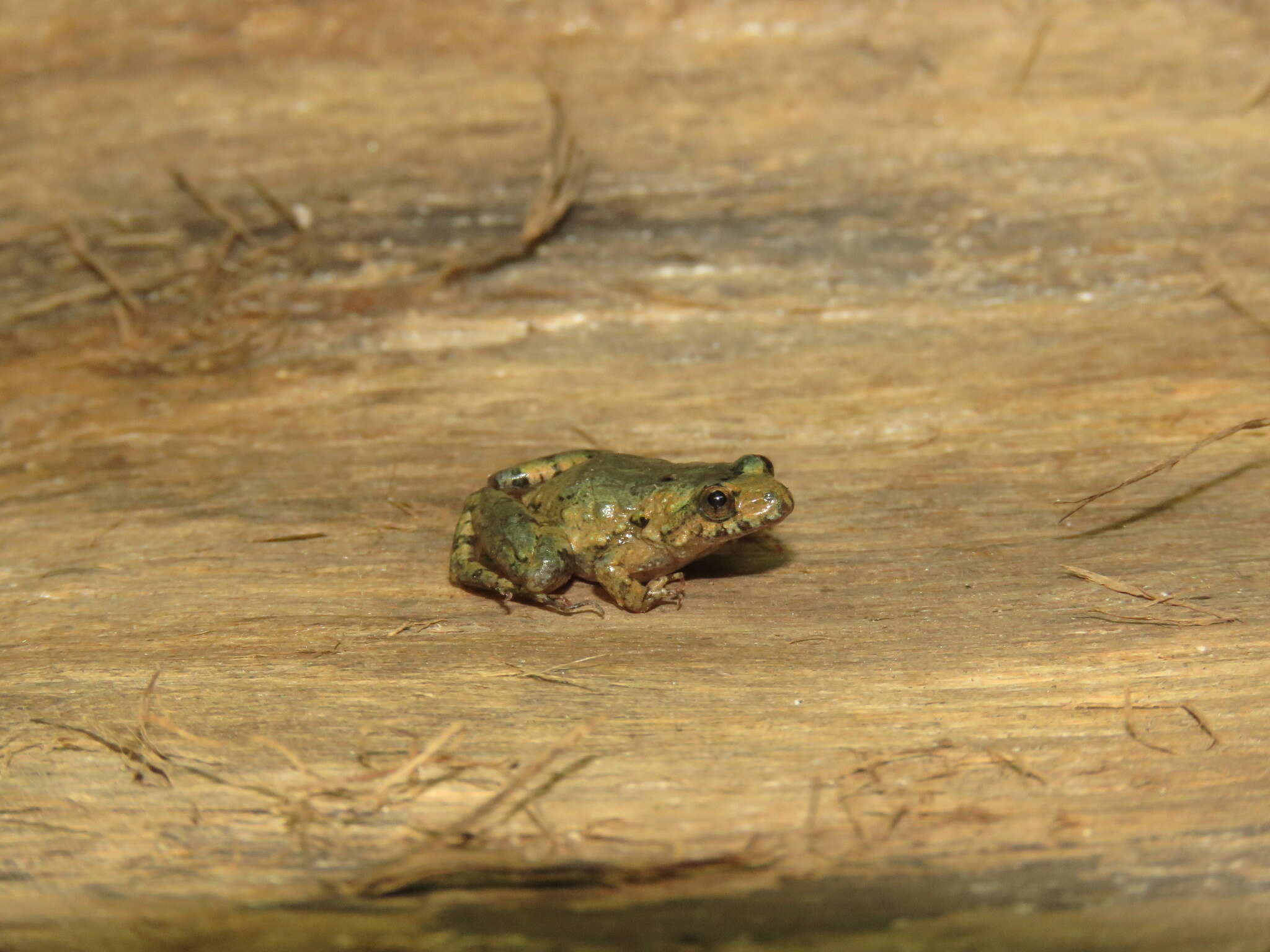 Imagem de Pseudopaludicola pocoto Magalhães, Loebmann, Kokubum, Haddad & Garda 2014