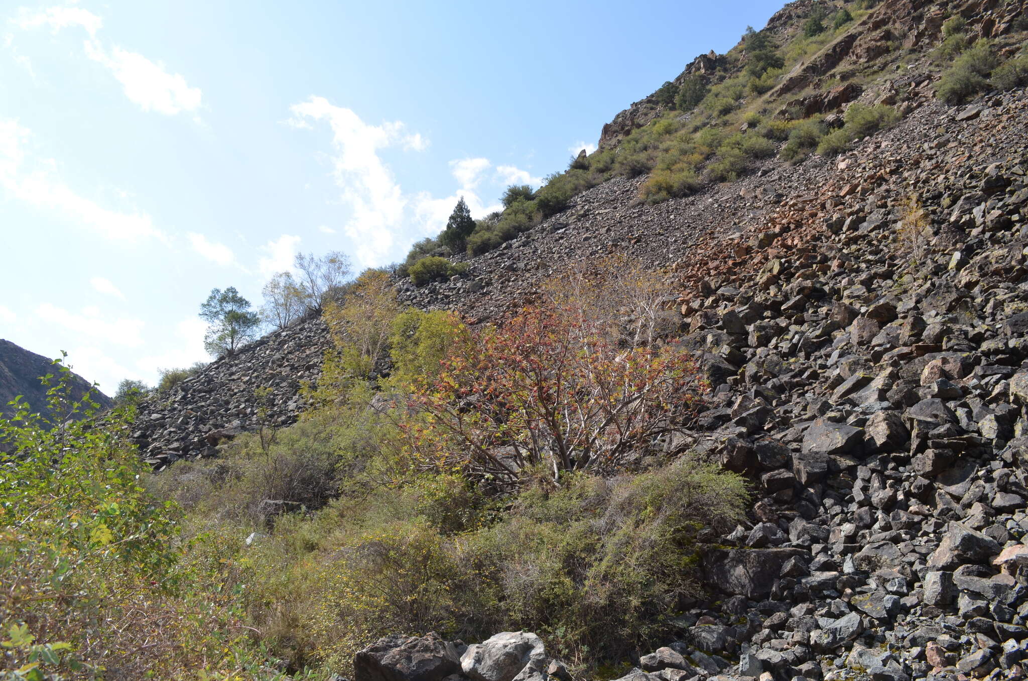 Imagem de Sorbus tianschanica Rupr.