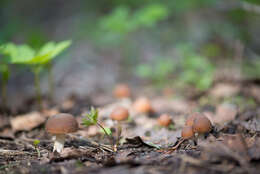 Image of Psathyrella spadiceogrisea (Schaeff.) Maire 1937