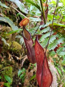 Слика од Nepenthes tentaculata Hook. fil.