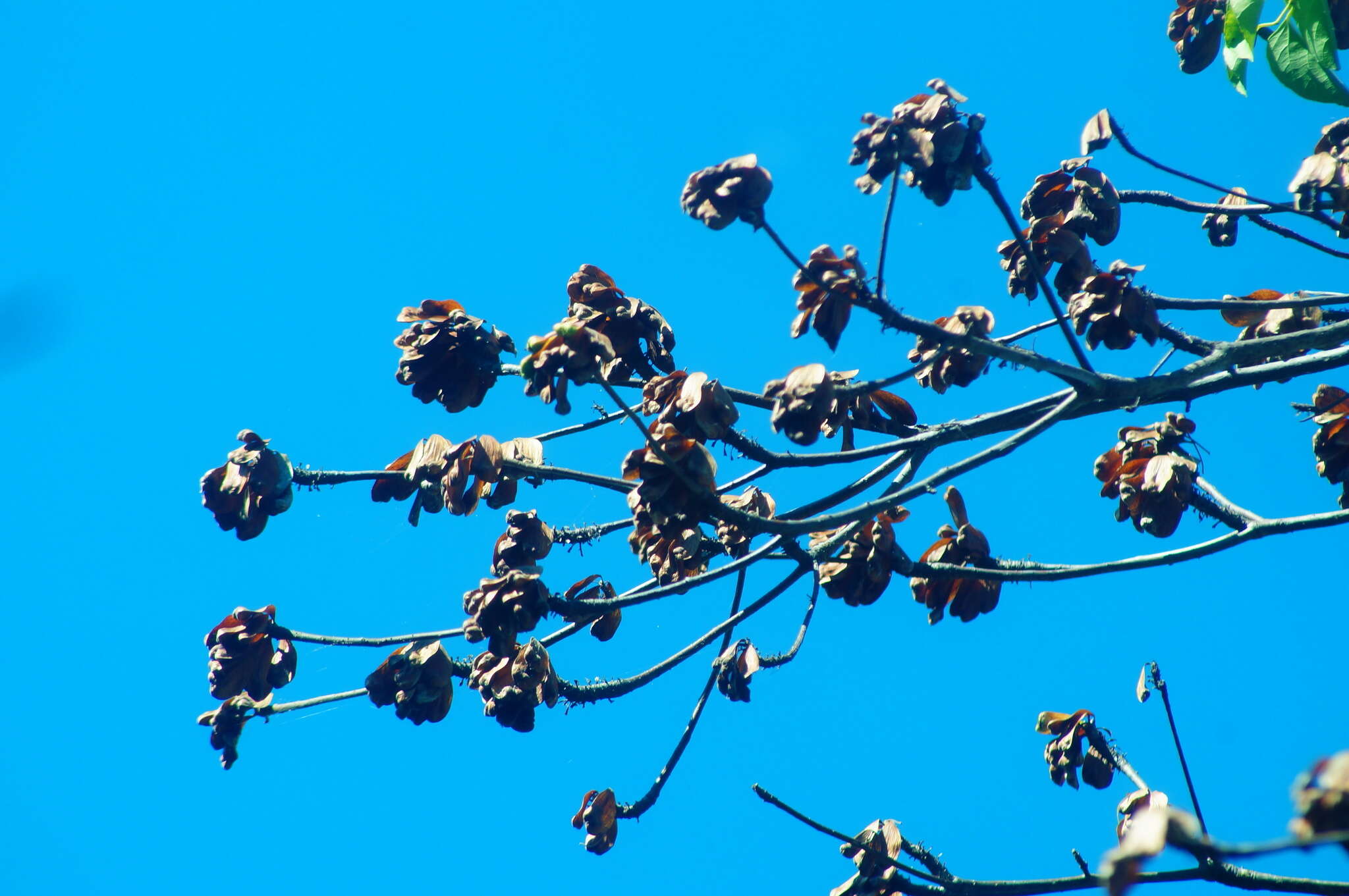 Imagem de Cochlospermum vitifolium (Willd.) Spreng.