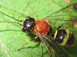 Image of Taeniogonalos fasciata (Strand 1913)