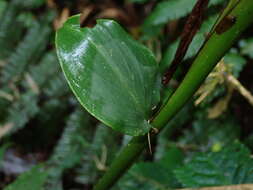 Image of Renealmia sessilifolia Gagnep.
