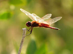 Tramea cophysa Hagen 1867 resmi