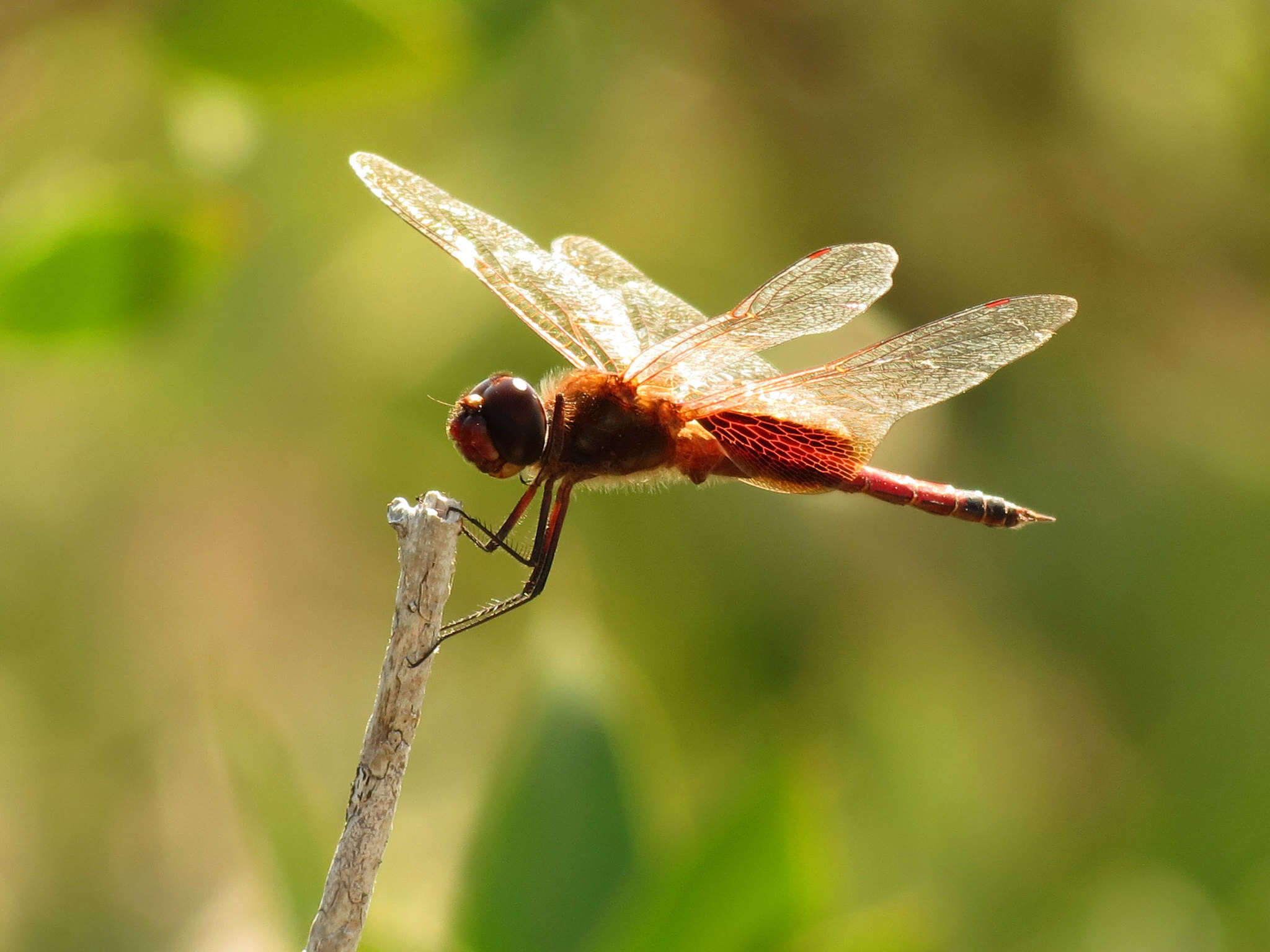 Image of Tramea cophysa Hagen 1867