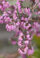 Image of Erica parviflora var. parviflora