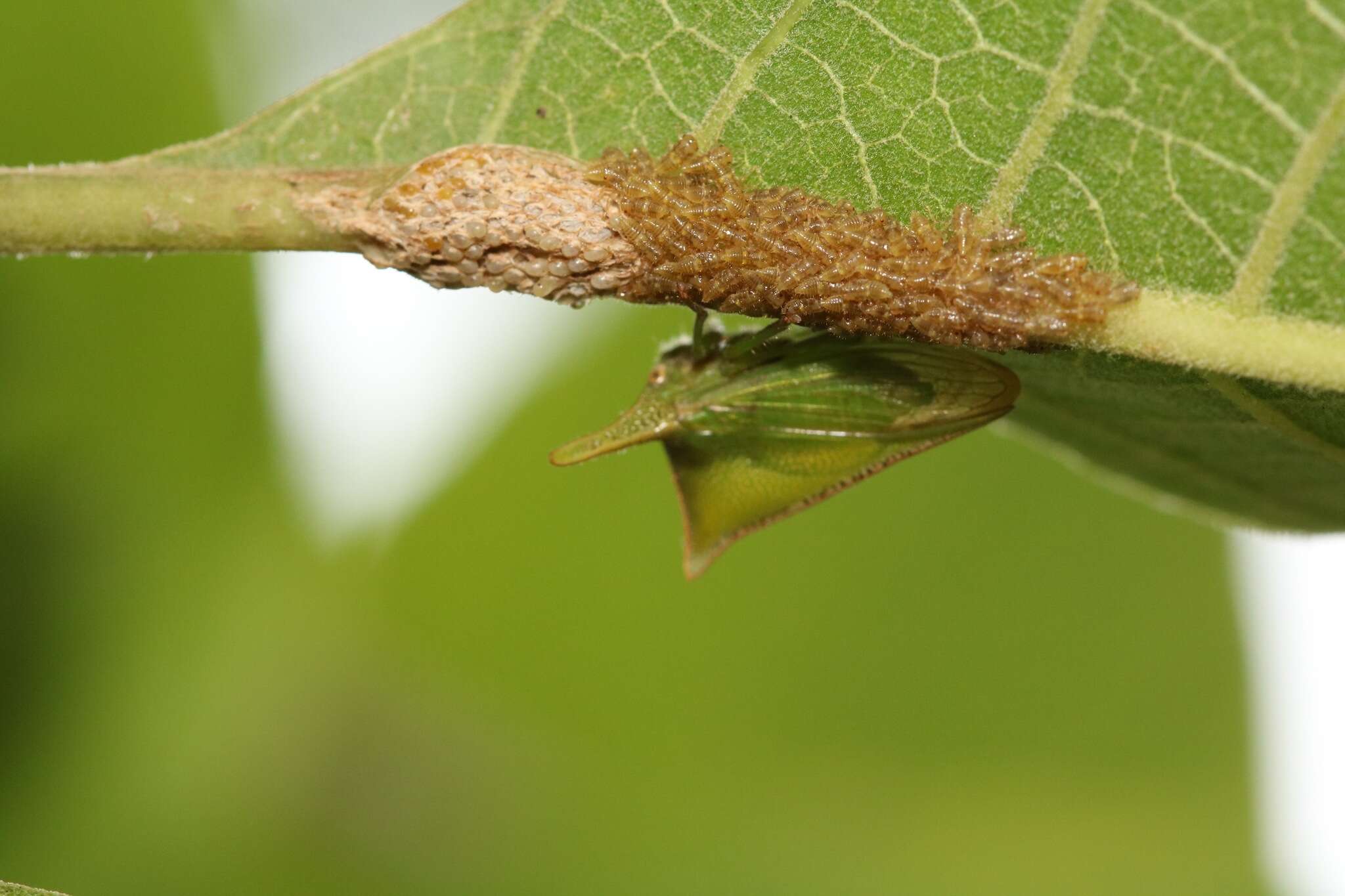 Image of Alchisme grossa Fairmaire