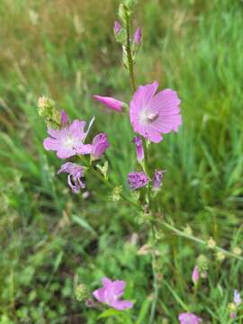 Imagem de Sidalcea neomexicana A. Gray