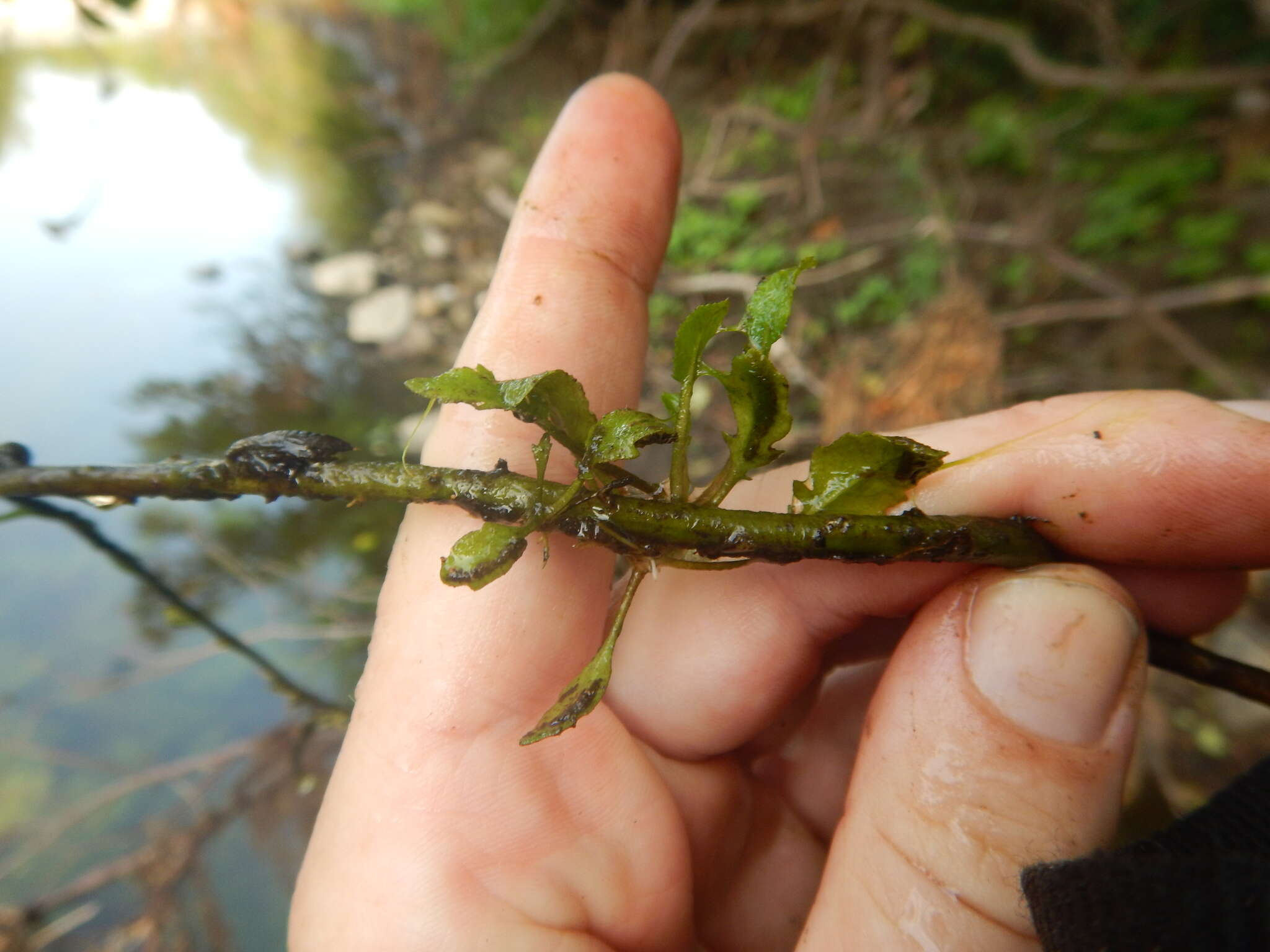 Image of Lakecress