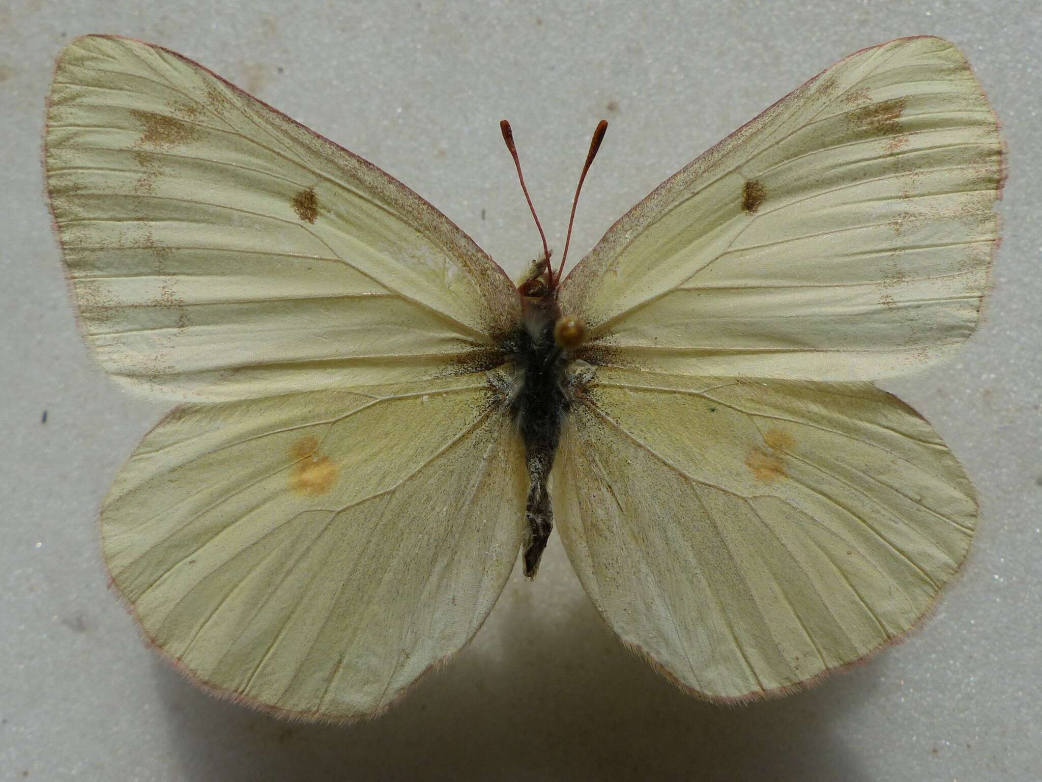 Imagem de Colias gigantea Strecker 1900