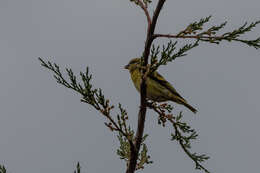 Image of Yellow-crowned Canary