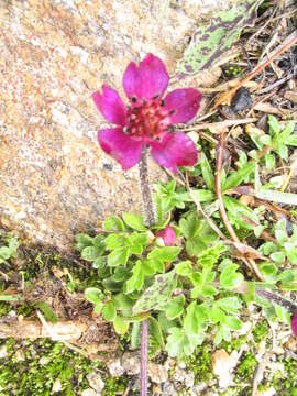 Image of Anemonastrum rupestre (Wall. ex Hook. fil. & Thomson) Mosyakin