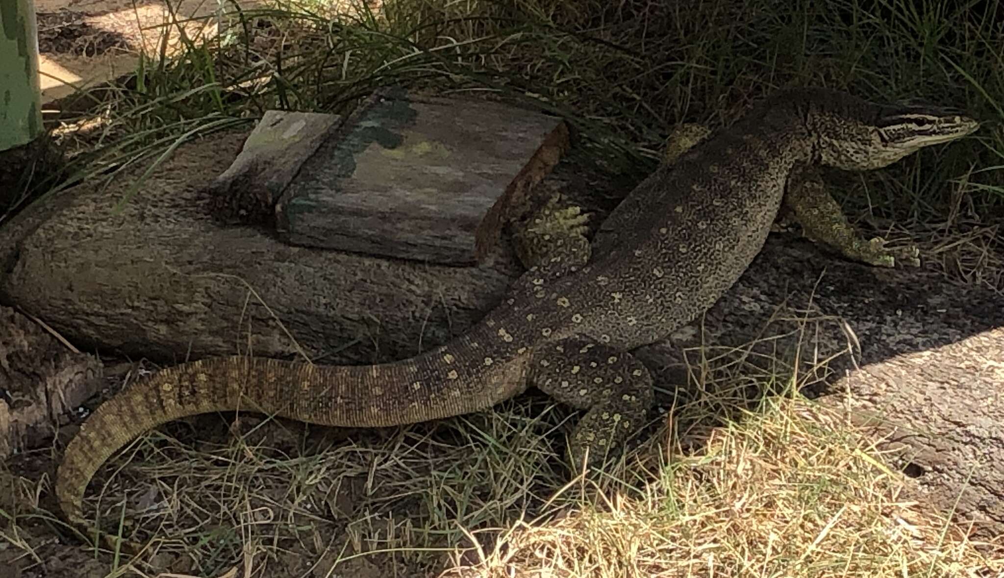 صورة Varanus panoptes panoptes (Storr 1980)