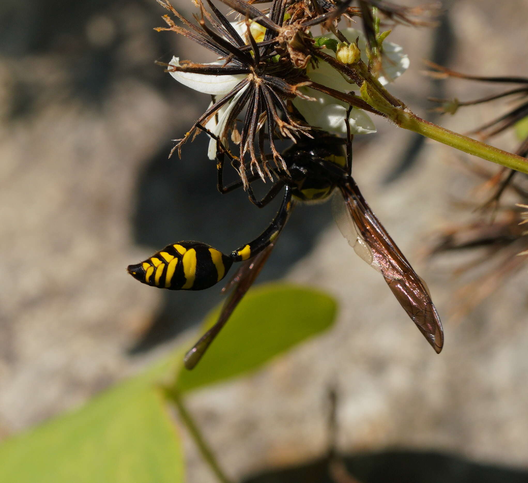 Image of Phimenes flavopictus formosanus (Zimm. 1931)