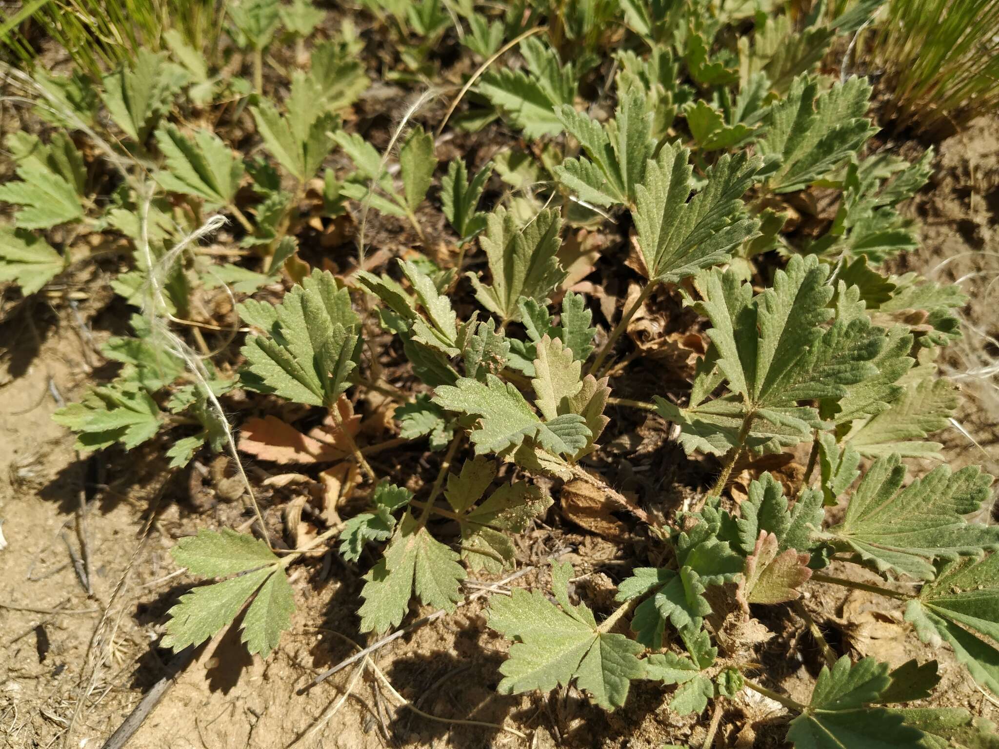 Image of Potentilla incana Gaertn. Mey. & Scherb.