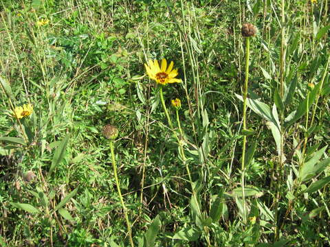 Image of stiff sunflower