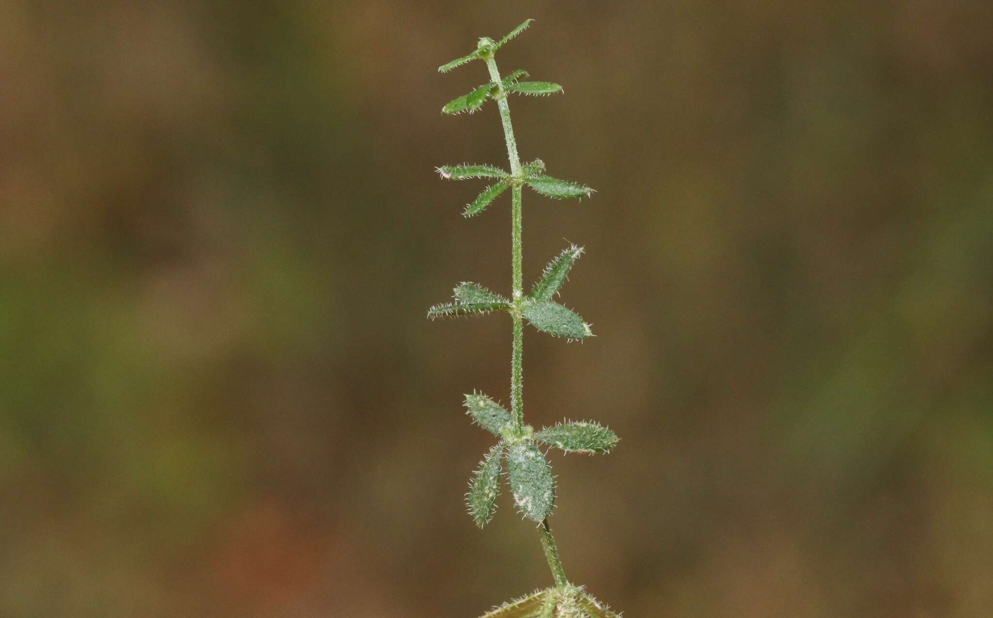 Image of graceful bedstraw