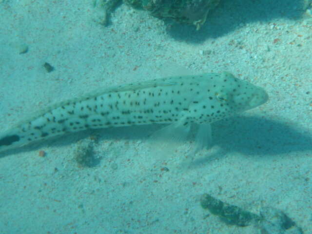 Image of Parapercis pacifica Imamura & Yoshino 2007