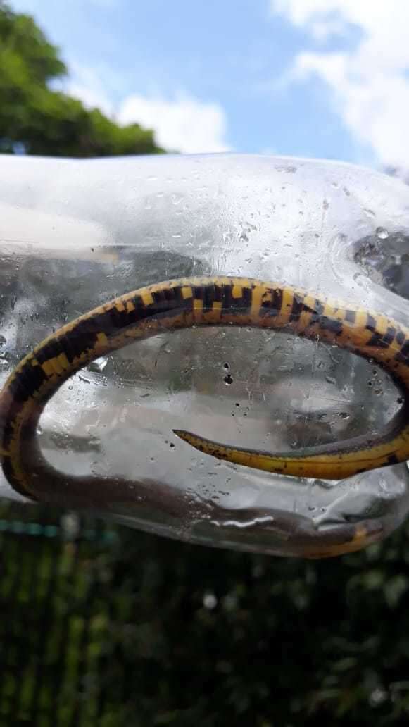 Image of Lehmann's Ground Snake