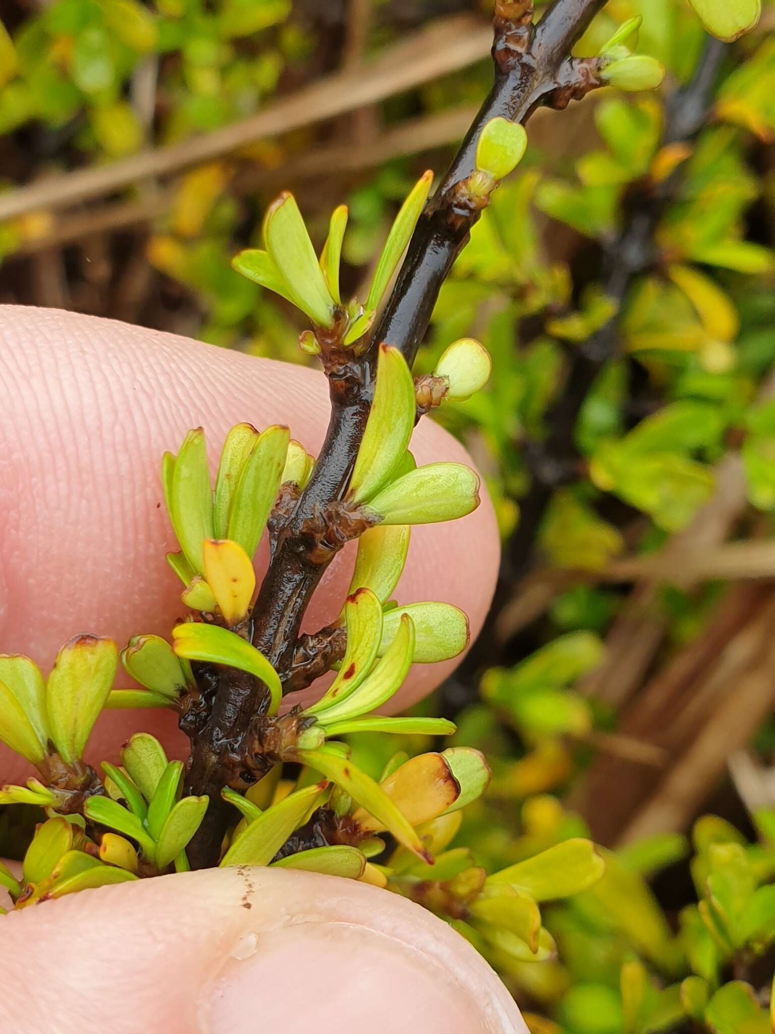 Image of Coprosma perpusilla subsp. subantarctica Orchard