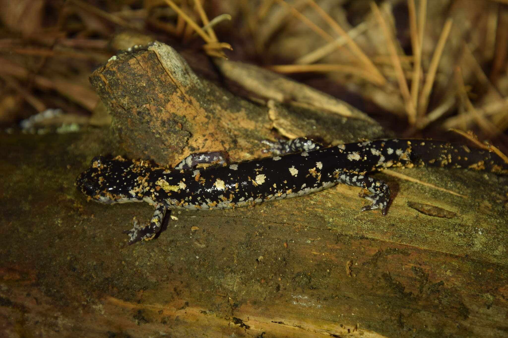 Plancia ëd Plethodon fourchensis Duncan & Highton 1979