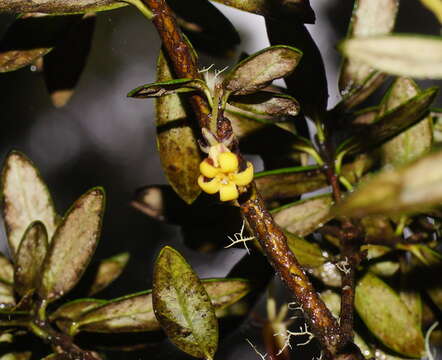 Image de Pittosporum bicolor Hook.