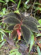 Слика од Begonia lehmannii (Irmsch.) L. B. Sm. & B. G. Schub.