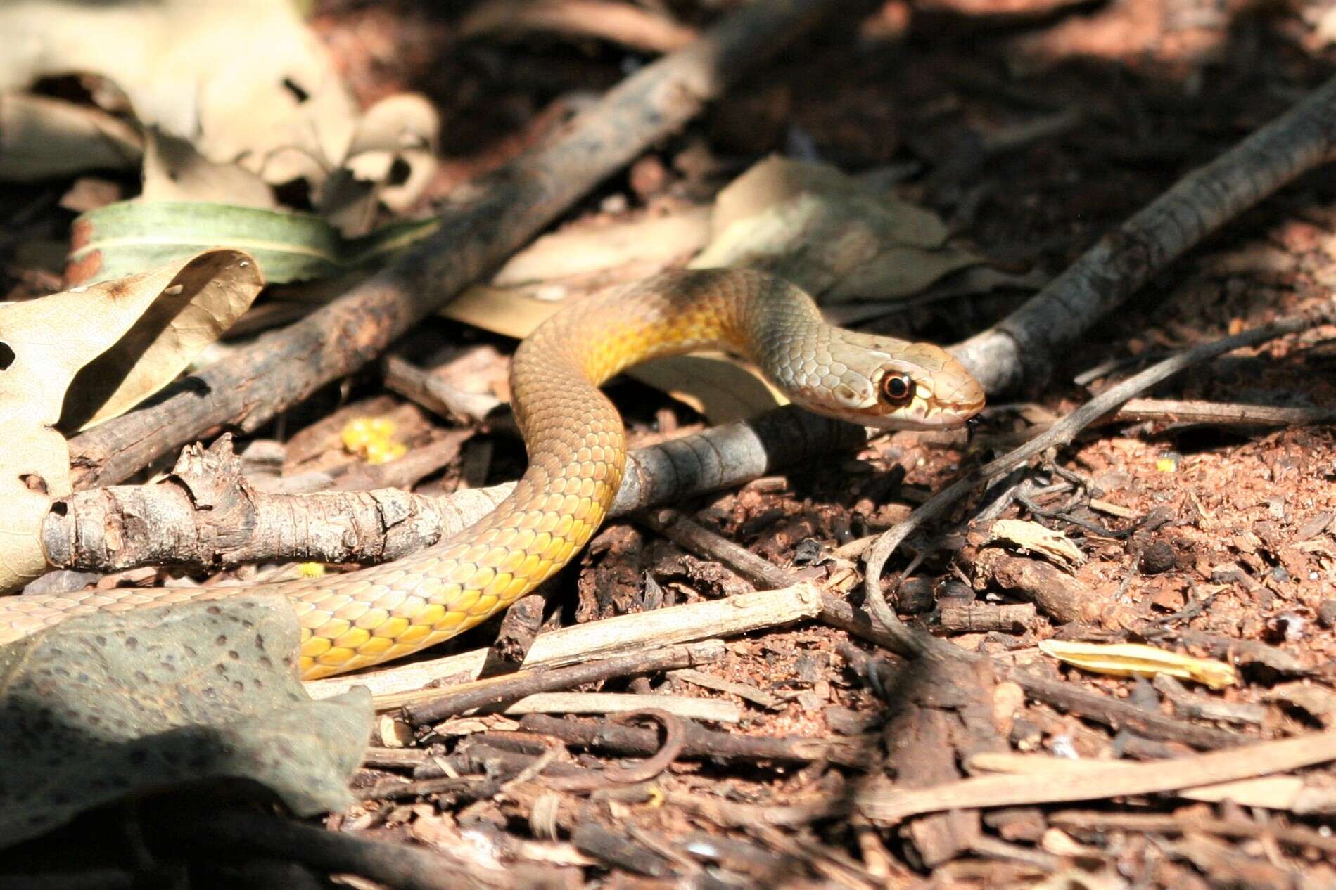 صورة Demansia angusticeps (Macleay 1888)