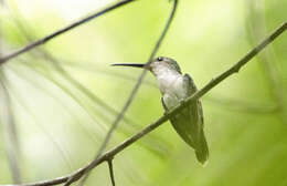 Image of Long-tailed Woodnymph