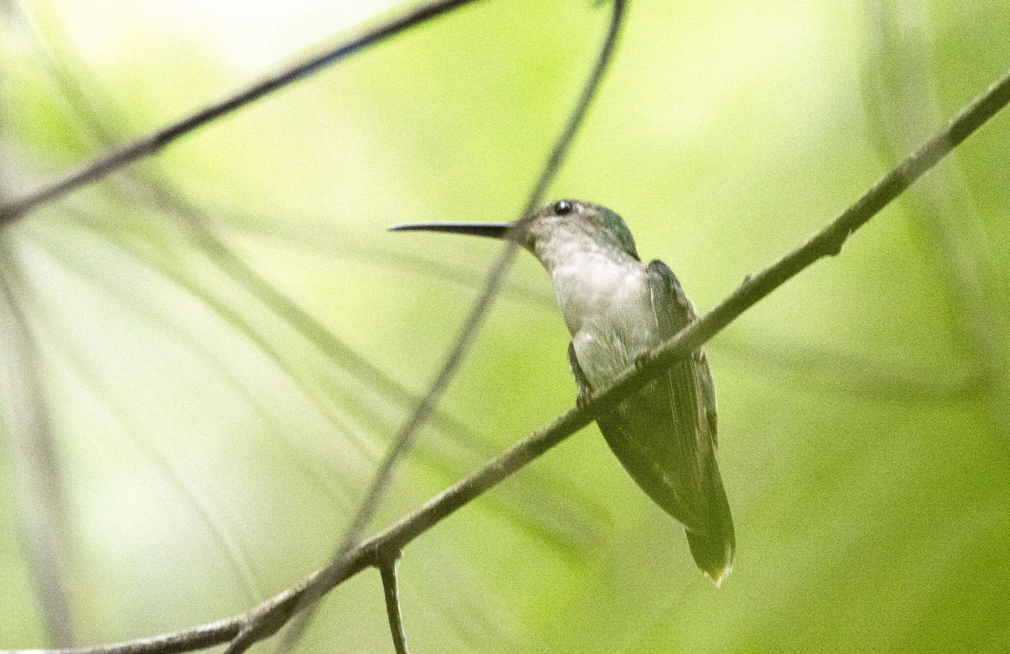 Image of Long-tailed Woodnymph
